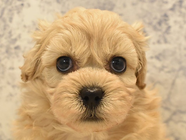 東京都のハーフ犬 (ペッツワン町田多摩境店/2024年4月18日生まれ/男の子/アプリコット)の子犬